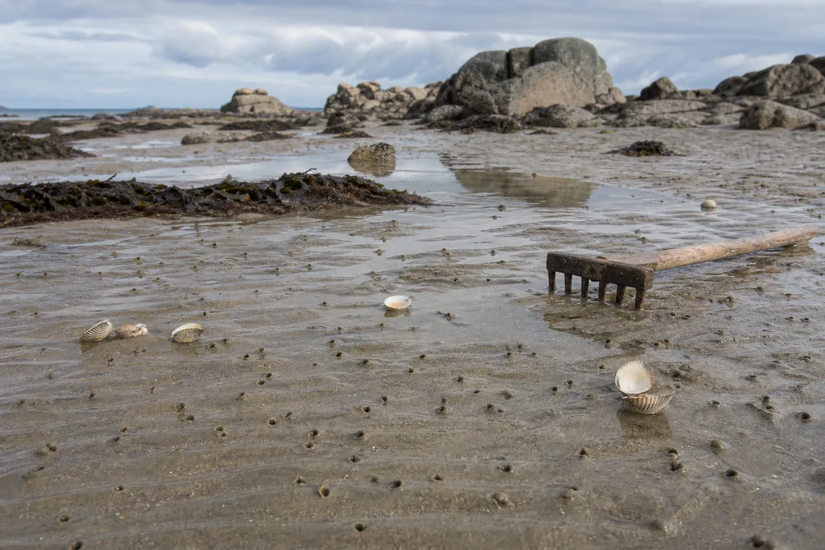 Étendue de sable humide découverte à marée basse, petits trous de siphons de coquillages et râteau à dents courtes posé au sol