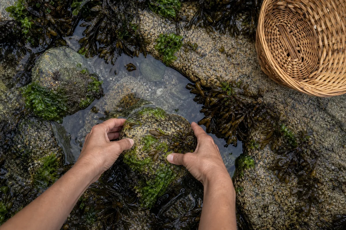 Mains reposant une pierre couverte d&rsquo;algues dans une cuvette rocheuse du littoral, panier en osier posé sur le rocher voisin