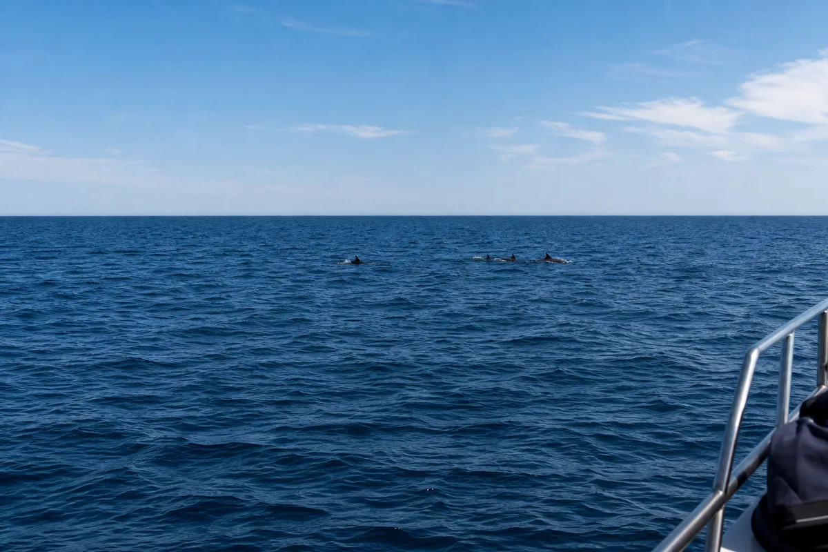 Ailerons de dauphins émergeant à bonne distance d&rsquo;un bateau d&rsquo;observation en Méditerranée