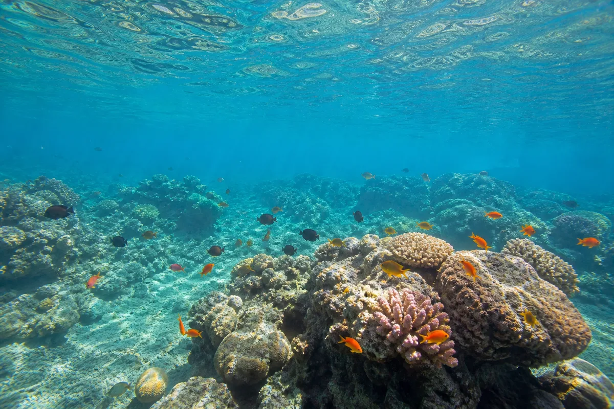 Fonds marins tropicaux avec poissons colorés et coraux vus depuis la surface